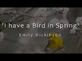 Poem Analysis: I have a Bird in Spring by Emily Dickinson