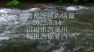 群馬県渓流釣情報　2022.5.14　利根川支流四釜川　利根漁協管内