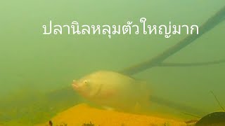 ปลานิลหลุม ep.27