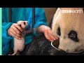 Panda Doesn't Realise She's Had Twins! | BBC Earth Panda Doesn't Realise She's Had Twins! | BBC Earth