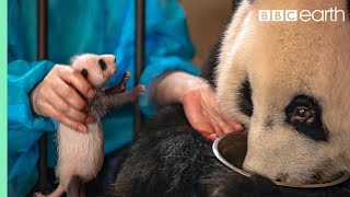 Panda Doesn't Realise She's Had Twins! | BBC Earth