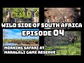 Morning Safari at Makalali Game Reserve | Wild side of South Africa EP 4 | #southafrica #travelvlog
