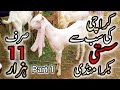 Only 11k | Karachi ki Sabse Sasti Mandi | Memon Goth Bakra Mandi Update | Part 1 | Cattle Studio