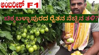 AMBAREESH HYDRID TOMATO, CHIKKABALLAPURA.