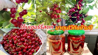 เก็บเชอร์รี่เปรี้็ยวสดๆจากสวนมาตุนไว้กินได้ข้ามปี สูตรแม่บ้านเยอรมัน