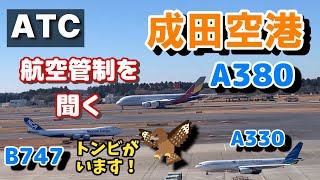 【成田空港】トンビに注意！パイロットからの報告【航空無線】