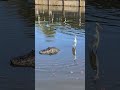 Daring Bird Takes Ride on Alligator's Back