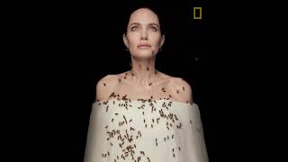 Nat Geo Celebrates ‘World Bee Day’ con Angelina Jolie