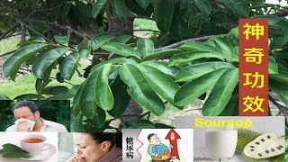 刺果番荔枝～果實～種子～根～葉～功效与作用。Soursop  fruit～seed～root～leaf benefits。 Manfaat   Durian Belanda.