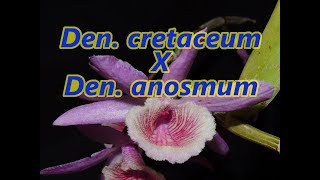 Dendrobium cretaceum X Dendrobium anosmum - beautiful orchid hybrid