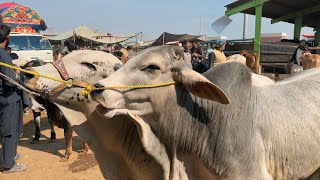 Multan Cow Mandi Fresh Latest Update Video | Cholistani Gulabi Ablk Sahiwal Bachre | Cow Mandi 2024🔥