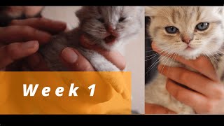 Learn how kittens Grow week by week 0 - 9 !