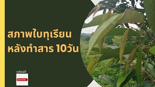 ทุเรียนหลังพ่นสาร​ 10วัน​  กำลังถ่ายทอดสด!