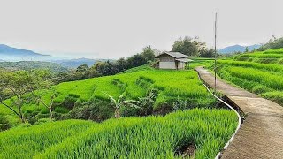 Kampung Terujung Yang Super Indah,Pemandangan Alam Desa Yang Bikin Betah || Pedesaan Sunda Jawabarat