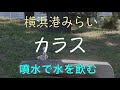 テレビで話題になる　横浜の利口なカラスは自分で水飲み場で水を飲んでます