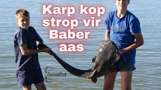 Karp kop aas vir Babers /Catfish fishing