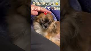 ちっちゃくて可愛いチワワのひよこ🐤💓😘w 1.7しかない🐶🙏#shorts #チワワ #犬