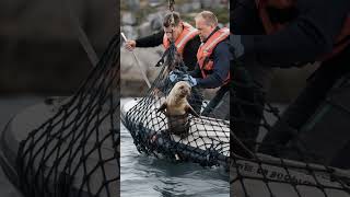 Wildlife Rescue at Sea Sailors Save a Desperate Mother and Her Baby❤️ 🦭