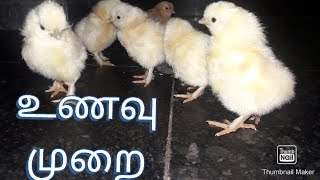 How to feed baby chick in tamil | jayam ideas | jayam pets | minpin puppy for sale