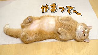 甘えたいとき転がってアピールする猫が可愛い！