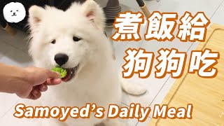 【南瓜PUMPKIN】煮飯給狗狗吃～(薩摩耶Samoyed)