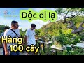 Lên núi cùng anh em Ba Miền ngắm vườn Bonsai nhiều cây Độc Dị Lạ của nghệ nhân Lưu Trường Sơn