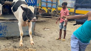 Cow unloading,cow videos,cow video,big cow,goru hamba cow,Gabtoli,Paragram[Ep -92](Cow in The World)