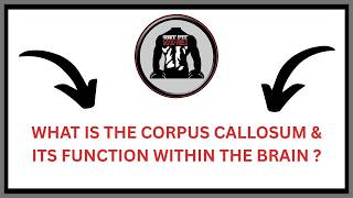 What is the Corpus Callosum & Its Function Within The Brain ? | GFGV