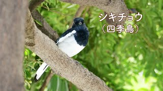 シキチョウのさえずり