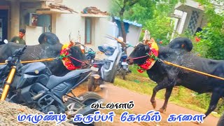 வடவாளம் மாமுண்டி கருப்பர் கோவில் காளை #jallikattu2025 முக்கானிப்பட்டி ஜல்லிக்கட்டு #jallikattu vkvk