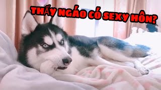 Đại Ngáo Husky | Lí do HUSKY được gọi là ĐẠI NGÁO | Yêu Pets