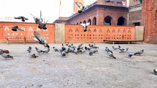 Most beautiful birds at #GOLDEN_TEMPLE .   #flyhigh🦅#shorts #youtubeshorts #GoldenTemple 🙏