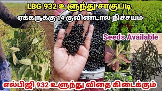 LBG 932 உளுந்து சாகுபடி | ஏக்கருக்கு 14 குவிண்டால் நிச்சயம் | LBG 932 Black gram Seeds Available