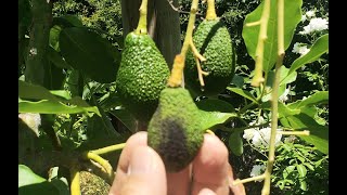 3 Clear Signs that your Avocado Fruit will Drop and Fail to Reach Maturity.