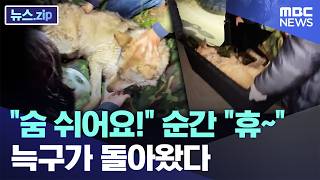 숨 쉬어요! 순간 휴~ 늑구가 돌아왔다 [뉴스.zip/MBC뉴스]