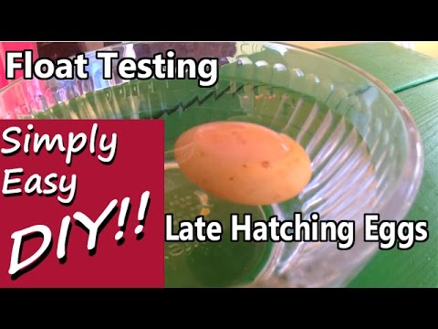 Late Overdue Hatching: Float Testing Egg Viability Late Overdue Hatching: Float Testing Egg Viability