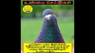 PIGEON DISEASES # புறா தொடர்புடைய நோய்கள் # CRADLE TO CREMATION  | தொட்டில் முதல் சுடுகாடு வரை