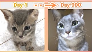 【子猫の成長記録】山猫の血を引く生後1か月の子猫が来て家族になった感動の900日間【総集編】