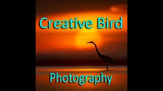 Creative Bird Photography – Stand out with Unique Compositions and Lighting