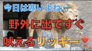 【円山動物園ライオン】今日は寒いよね💦野外に出てすぐ吠えたリッキー❣️