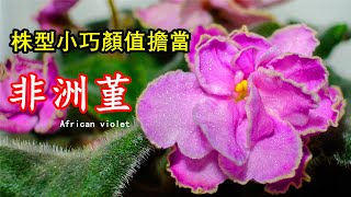 非洲堇（非洲紫罗兰）是什么植物？如何养护和管理？