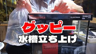 国産トパーズグッピー買ったよ！水槽立ち上げます。GEX アクアリスタ 30㎝ガラス水槽　ジェックス クリアLEDライト300　#グッピー