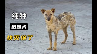 你知道吗？纯种田园犬快灭绝了！【萌宠指南】