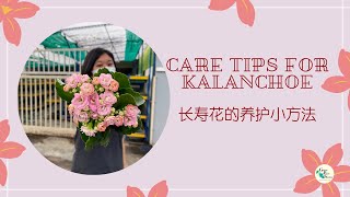 长寿花养护小方法｜KALANCHOE'S CARE TIPS ｜ GREEN PLANT SOCIETY