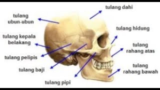 Bagian Tulang Tengkorak dan Fungsinya