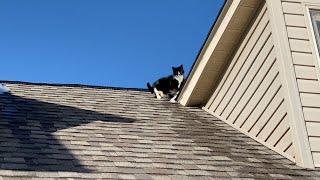 Melo Cat Is Stuck On Our Roof!