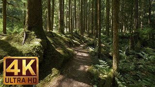 4K Virtual Forest Walk along Middle Fork Trail at Snoqualmie region. Part 1- 3 H