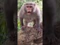 Crazy Monkey Short video #KD Blogs Animals