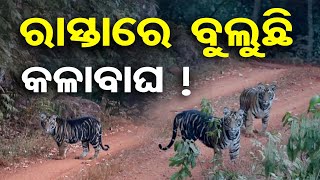 ରାସ୍ତାରେ ବୁଲୁଛି କଳାବାଘ ! || Similipal Tiger Reserve Odisha || Similipal's Black Tigers || OR