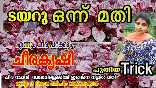 സ്ഥലം വേണ്ട എന്നും ഇനി ചീര പറിക്കാം /cheera krishi /cheera nadam/poppy happy vlogs/malayalam